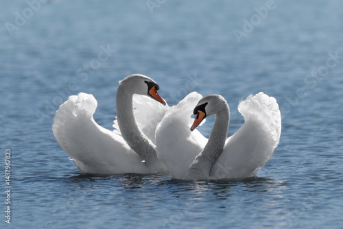 Wallpaper Mural Schwäne in der Brutzeit Torontodigital.ca