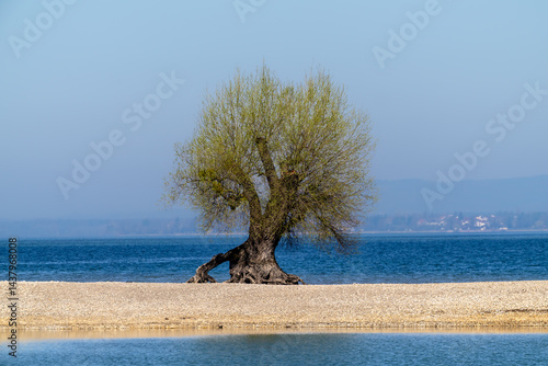 Wallpaper Mural Alter Baum am Ufer des Bodensee Torontodigital.ca
