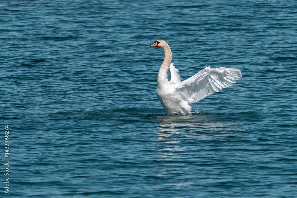 Fototapeta premium Prächtiger Schwan auf dem Bodensee