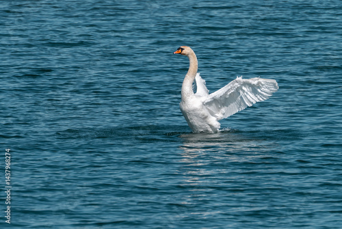 Wallpaper Mural Prächtiger Schwan auf dem Bodensee Torontodigital.ca