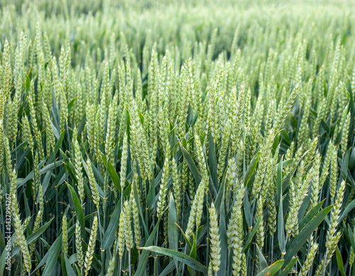 Close-up of green spikelets, winter wheat during earing