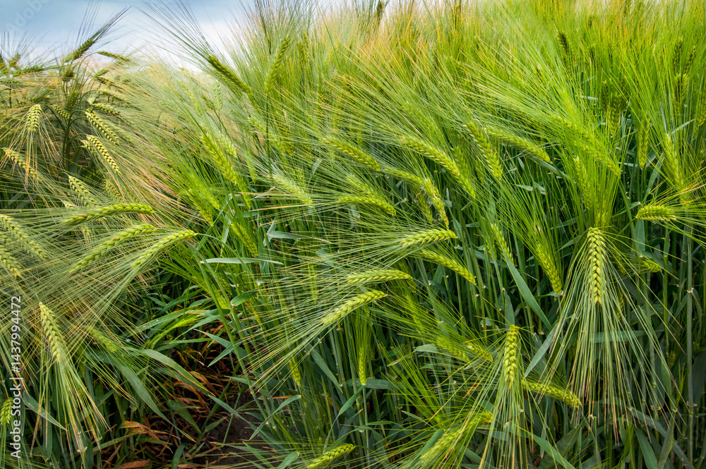 Fototapeta premium Close-up of a bright green ear of winter barley