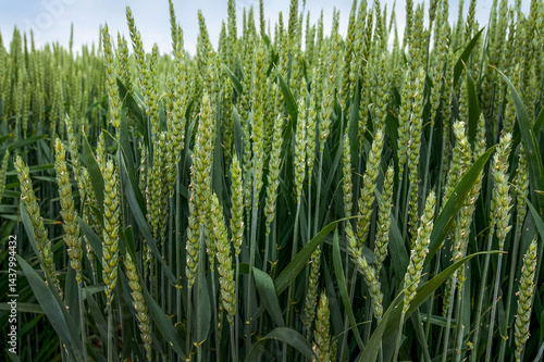 A close-up of green wheat spikelets during the active growth