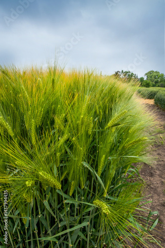 a dense field of winter barley during active growth, with bright green spikelets