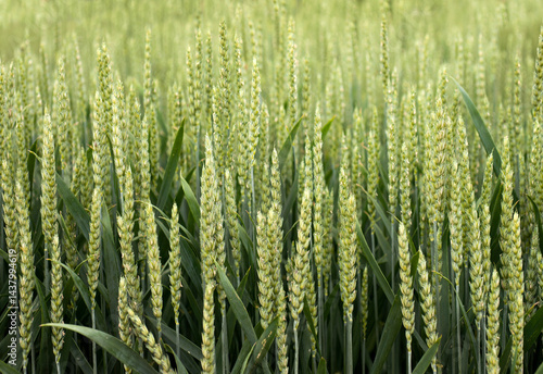 A close-up of green wheat spikelets during the active growth phase in a field.