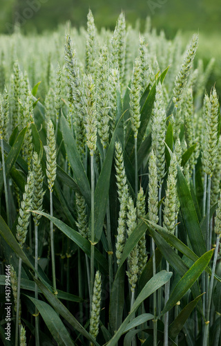 bright green spikelets of winter wheat during earing season, Close-up
