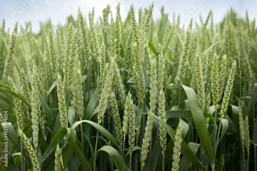 Close-up of green wheat ears during the active growth phase