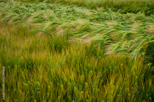 Waves of a dense field of winter barley with bright green spikelets