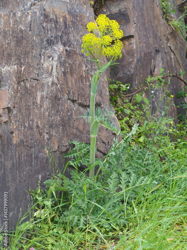 Villous Deadly Carrot (Thapsia villosa)