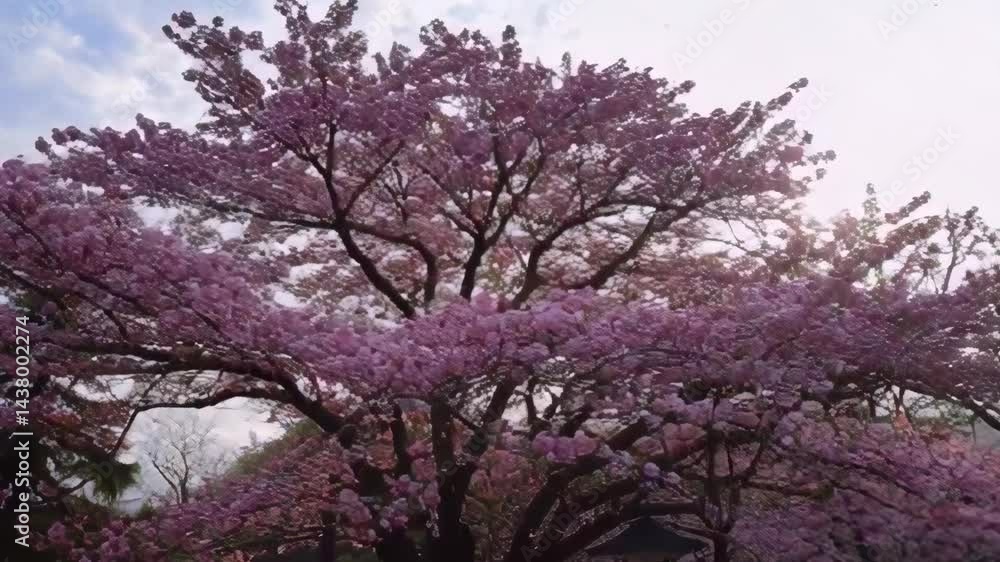 Vibrant Cherry Blossom Tree in a Serene Park Setting with Soft Pink Flowers Vibrant Cherry Blossom Tree in a Serene Park Setting with Soft Pink Flowers