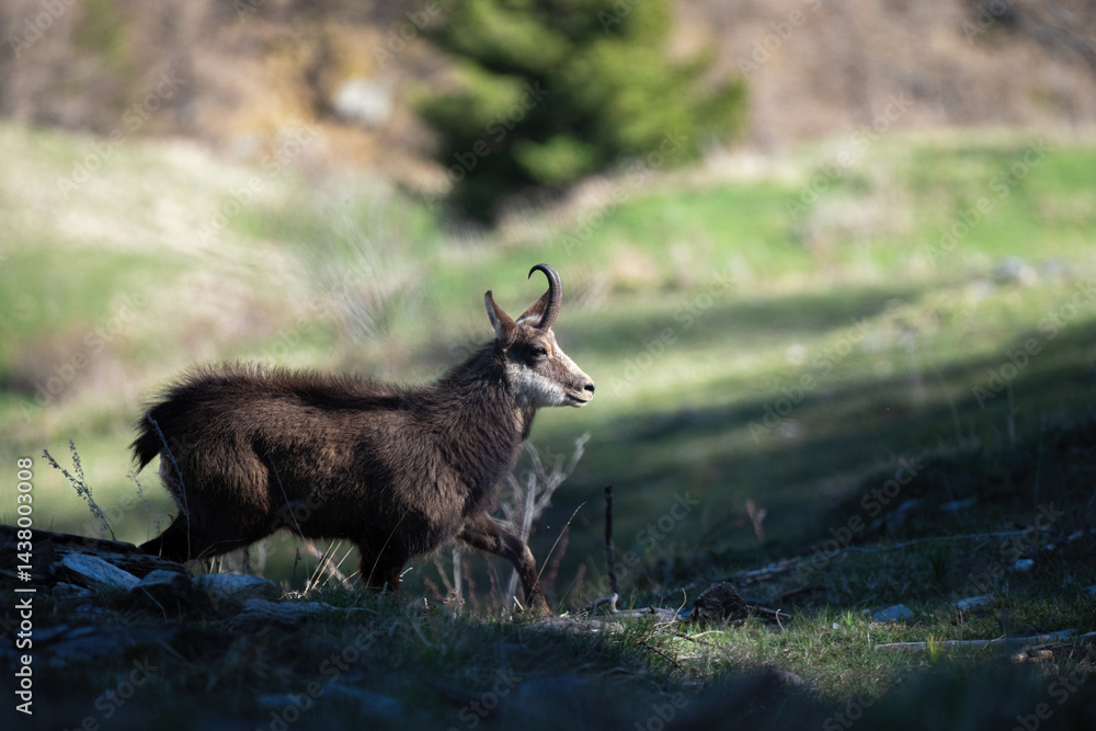 Alpine chamois or wild mountain goat (Rupicapra rupicapra) walking in a alpine meadow, enjoying peacefully the last sun of the day. Alps Mountains, Italy.