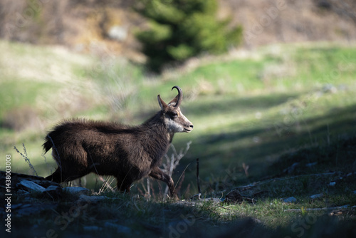 Obraz na płótnie Alpine chamois or wild mountain goat (Rupicapra rupicapra) walking in a alpine meadow, enjoying peacefully the last sun of the day. Alps Mountains, Italy. w salonie