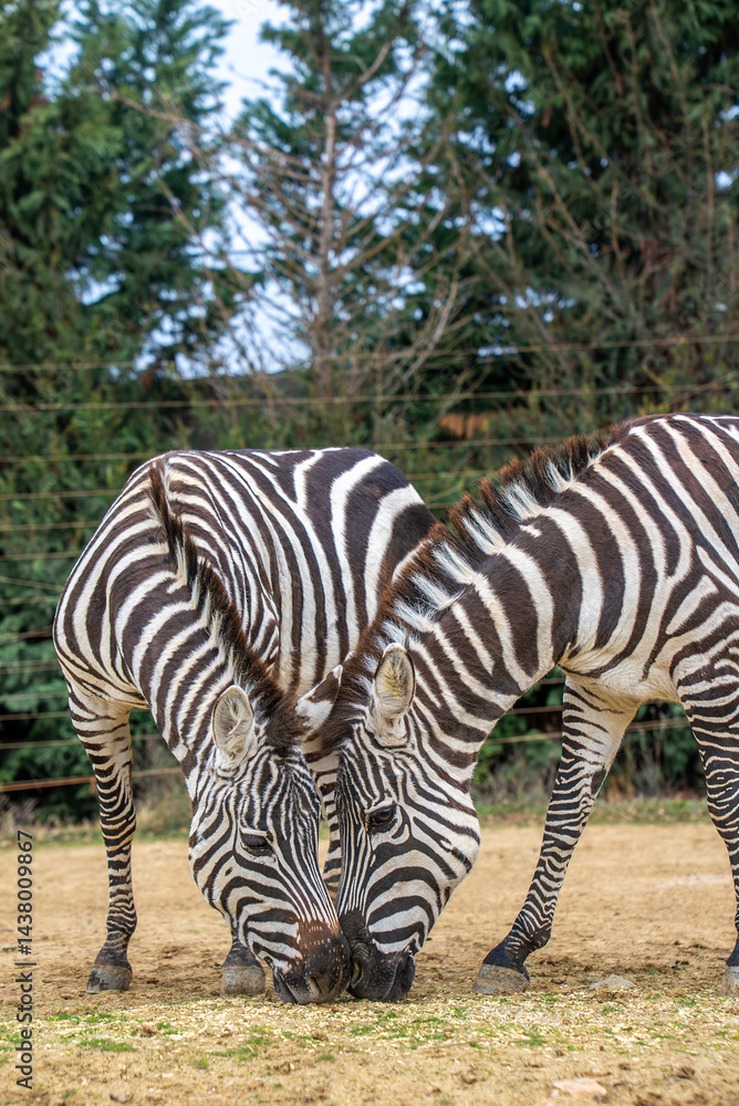 Fototapeta premium Grant's zebra
