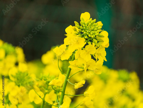 Golden yellow rapeseed flowers