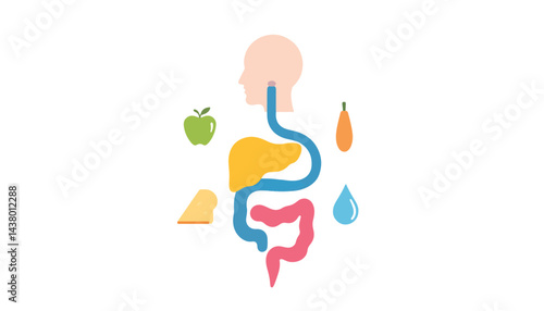Stylized human metabolic system with dietary icons, educational clarity