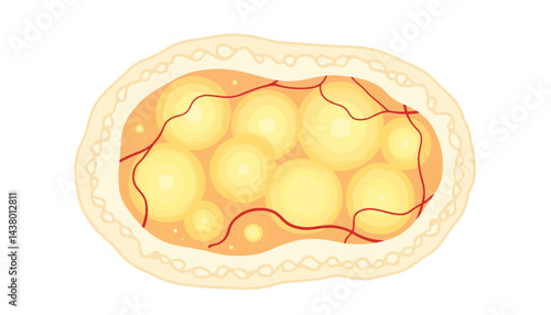 Cross-section of adipose tissue illustrated with pale yellow cells, health