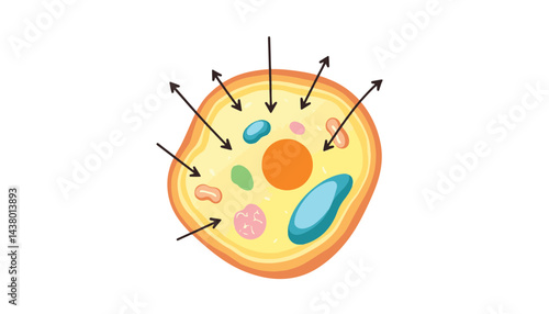 Simplified human cell diagram showing metabolic processes, educational illustration