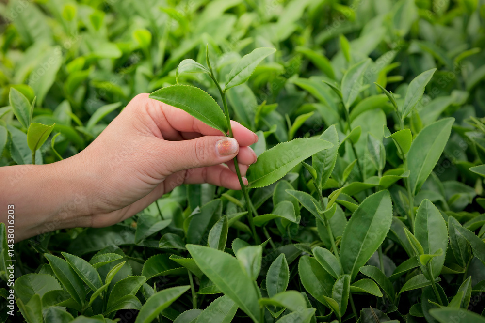 custom made wallpaper toronto digitalYoung female farmer picks green tea leaves, in a lush green tea plantation for processing, Green tea leaf picking process in Asia, Chiang Rai, Thailand.