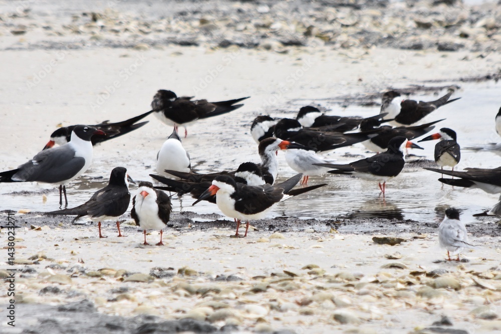 Fototapeta premium black skimmer shore birds laughing gulls on beach