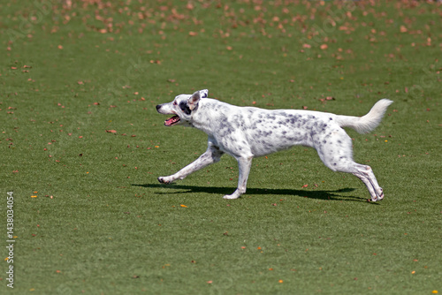 Fotografía A happy dog running around and playing in a park