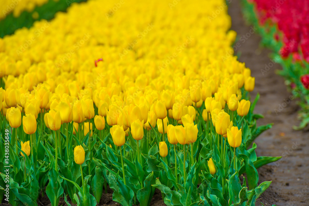 Colorful flowers growing in an agricultural field, Almere, Flevoland, The Netherlands, April 25, 2025