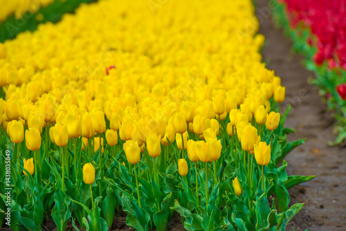 Obraz na płótnie Colorful flowers growing in an agricultural field, Almere, Flevoland, The Netherlands, April 25, 2025 w salonie
