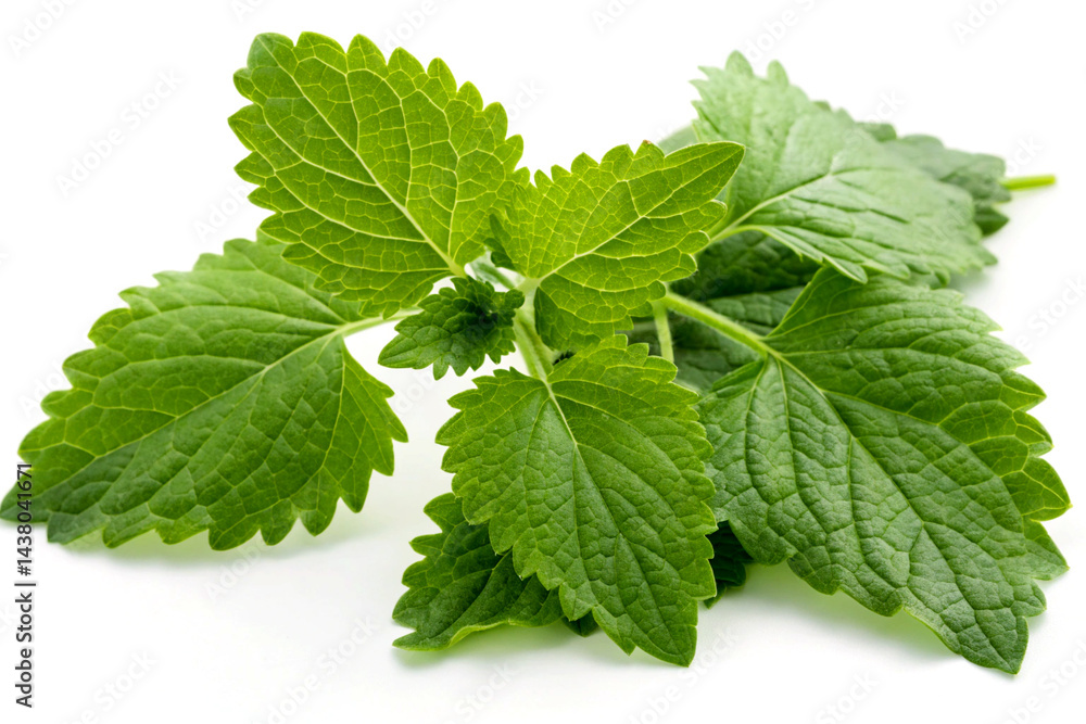 Fresh Patchouli Leaves Medicinal Benefits Fresh Patchouli Leaves Medicinal Benefits