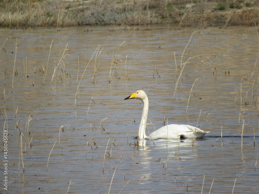 Obraz premium swan on the lake