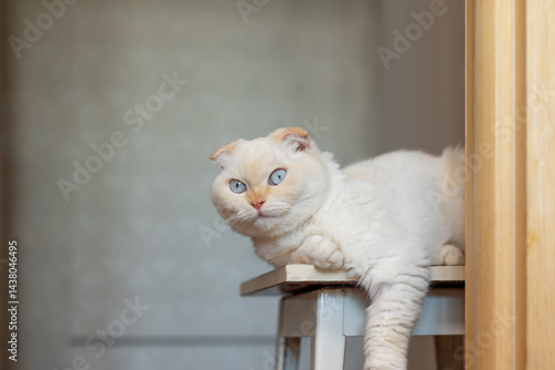 Foto Adorable white scottish fold cat with folded ears and striking blue eyes loungin
