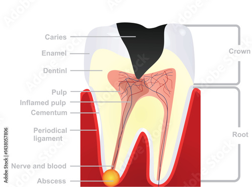 Isolated teeth structure. vector illustration