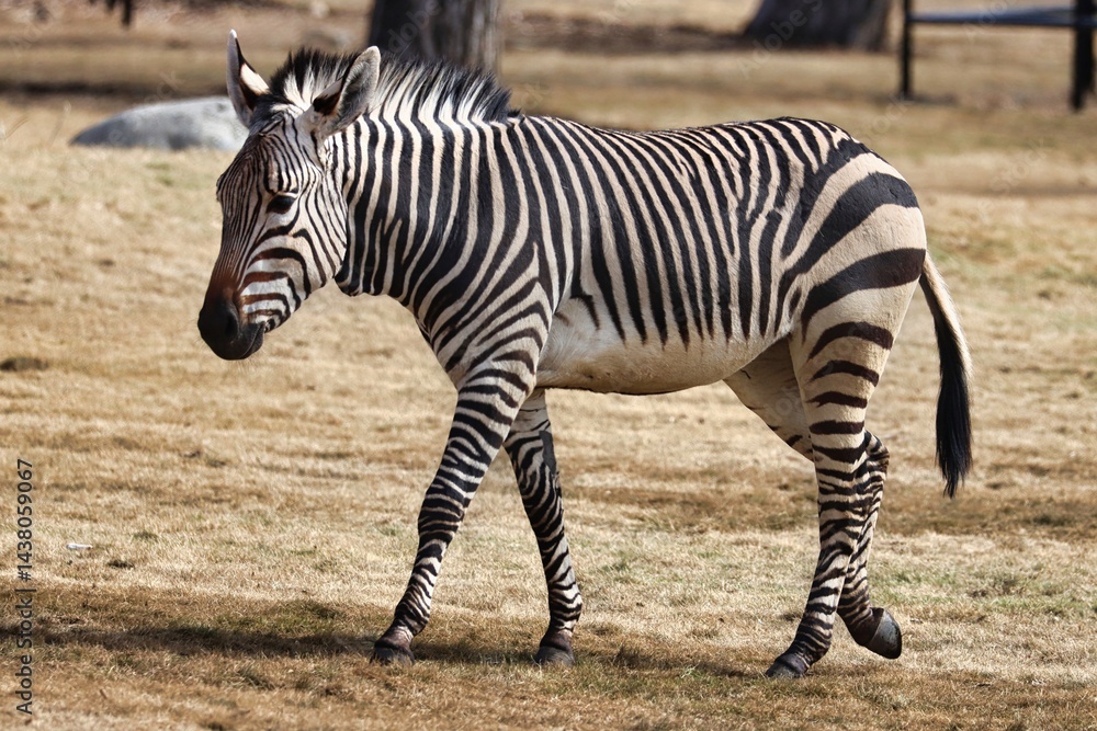 Naklejka premium Animals