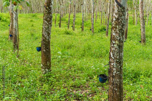 Rubber tree industrial forest. Rubber plantation in West Java, Indonesia.