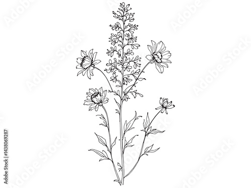 Liatris Line Art Illustration