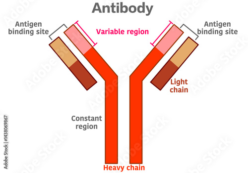 Antibody diagram including . Heavy chain, light chain, constant region, variable region. Vector illustration