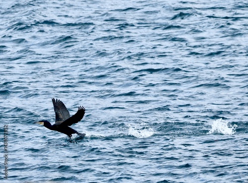 Cormorant bird seaside northumberland