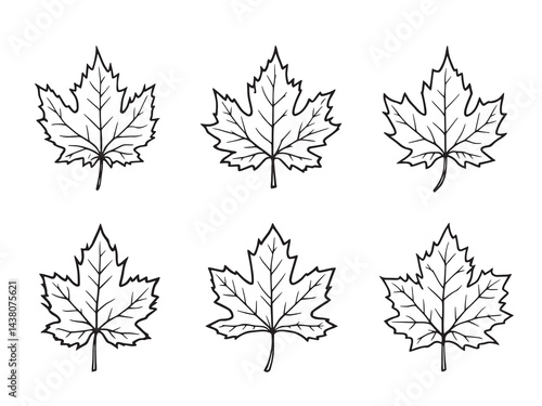Maple leaf vector line art illustration