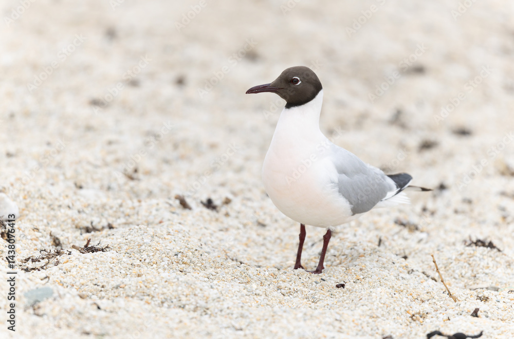 Laughing Gull Chroicocephalus ridibundus in Brittnay, France