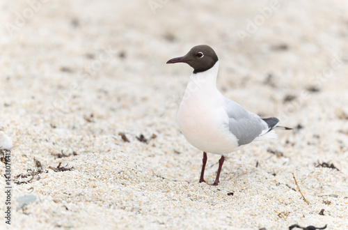 Obraz na płótnie Laughing Gull Chroicocephalus ridibundus in Brittnay, France w salonie