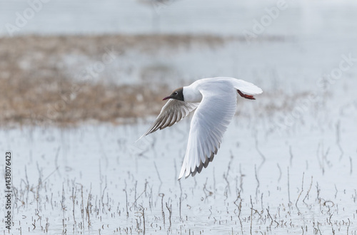 Laughing Gull Chroicocephalus ridibundus in Brittnay, France