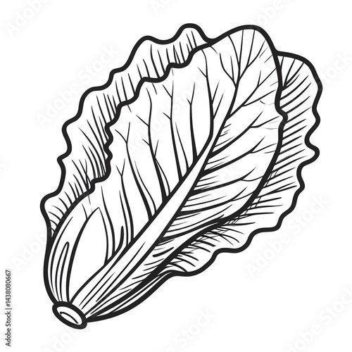 Lettuce minimalist black and white Vegetable silhouette drawing vector illustration