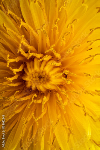 inside the dandelion Taraxacum, macro