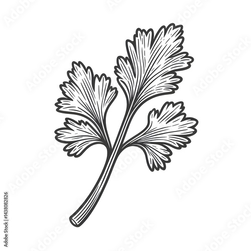celery minimalist black and white Vegetable silhouette drawing vector illustration