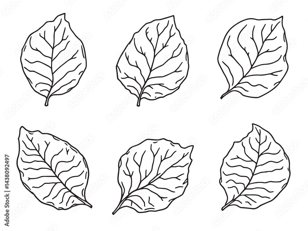 Fototapeta premium Passion Vine Leaf vector line art illustration