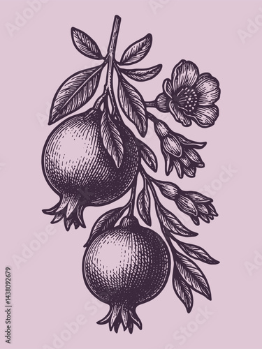 Pomegranate branch with fruits and blooming flowers in vintage engraving style