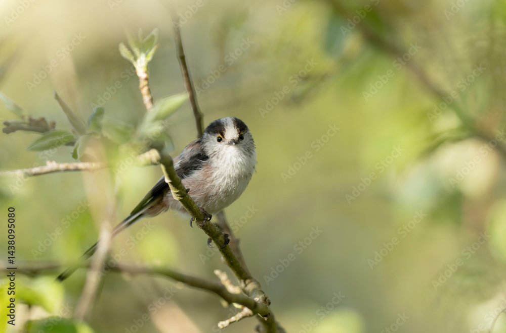 Long-tailed Tit Aegithalos caudatus europaeus from Brittany, France in close view