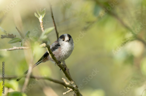 Obraz na płótnie Long-tailed Tit Aegithalos caudatus europaeus from Brittany, France in close view w salonie