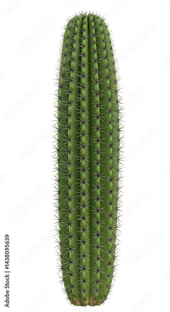 Green Desert Cactus with Arms on Transparent Background
Green Desert Cactus with Arms on Transparent Background