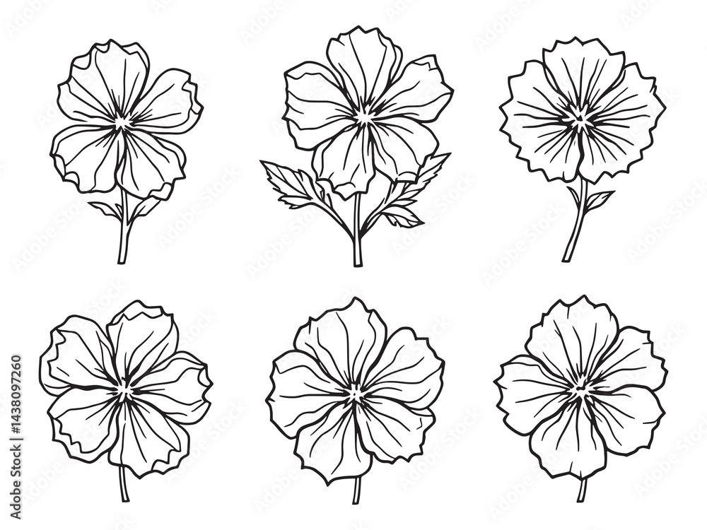 Phlox vector line art illustration Phlox vector line art illustration