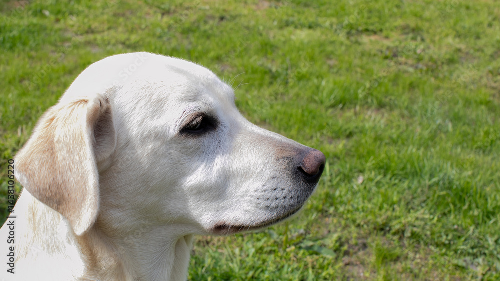 Labrador retriever sitting on lush green grass, sunny day, outdoor playtime, pet companionship, National Dog Day celebration Labrador retriever sitting on lush green grass, sunny day, outdoor playtime, pet companionship, National Dog Day celebration