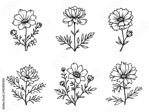 Saponaria vector line art illustration
